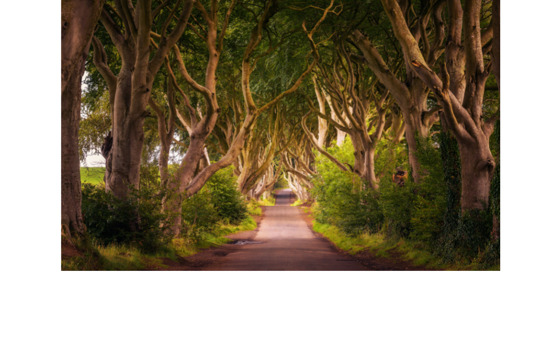 National Tree Week Ireland March 19th to 26th 2023