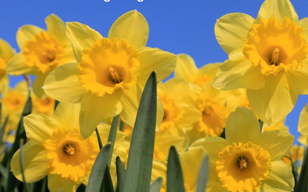 Celebrate Daffodil Day