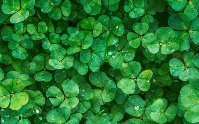 Lá Fhéile Padraig – Unveiling the Secrets Behind the “Luck of the Irish” 🍀